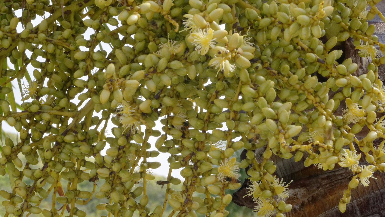 20170213 091402•Trinity•Trinity Palmetto Point•Saint Kitts and Nevis
